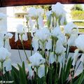 Iris blanc parfumé 'Avanelle'
