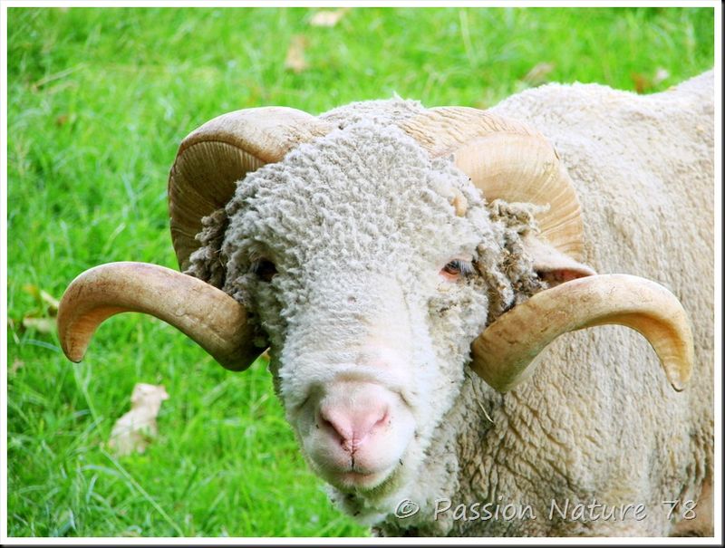 Moutons de Méinos (3)