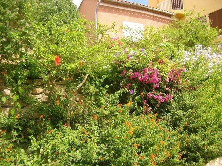 Bormes_fleurs_1