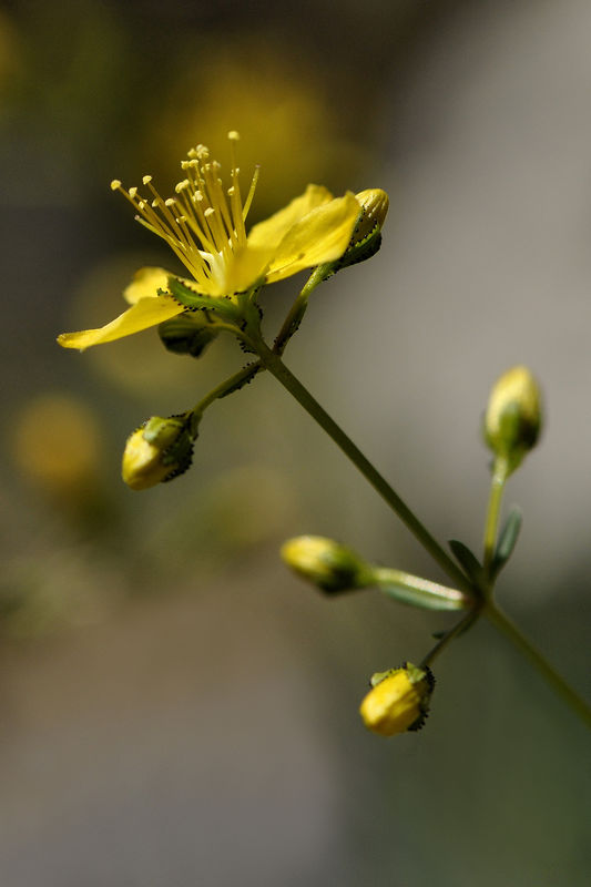_DSC0112_Hypericum_coris