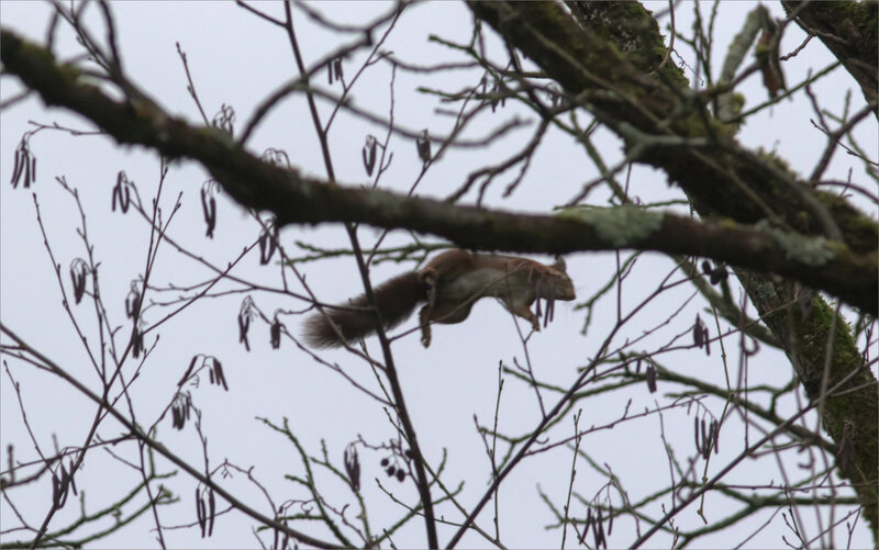 Ecureuil saut 1 271219