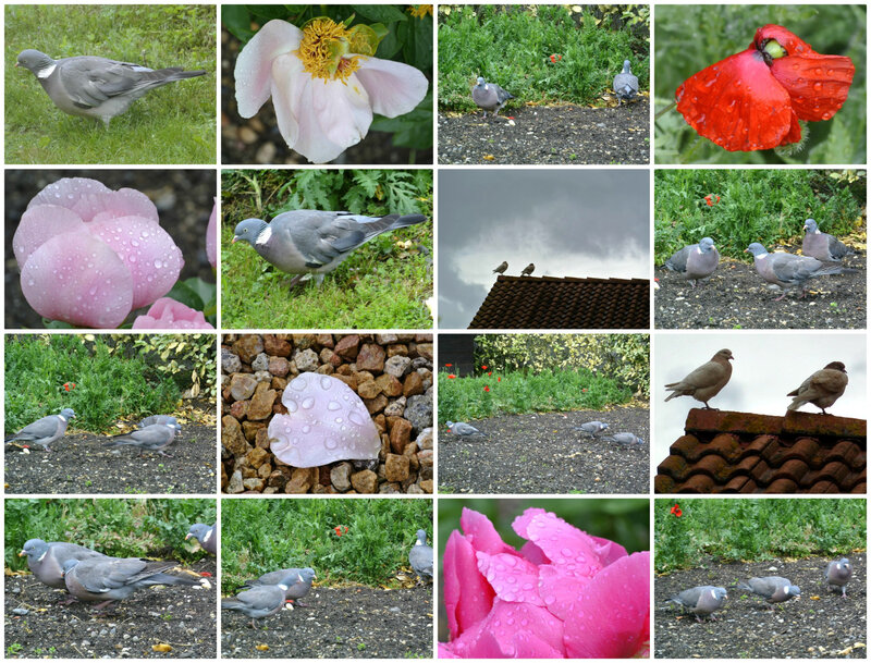 Dans mon lopin de jardin en ce mois de Mai 2019 12 05 19