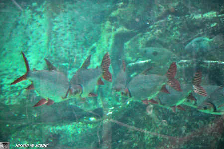 Tetra