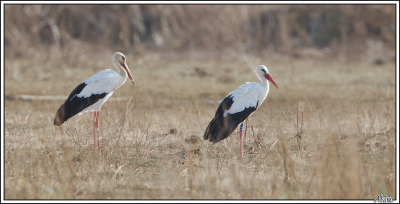 il y a une cigogne mariée et une célibataire !