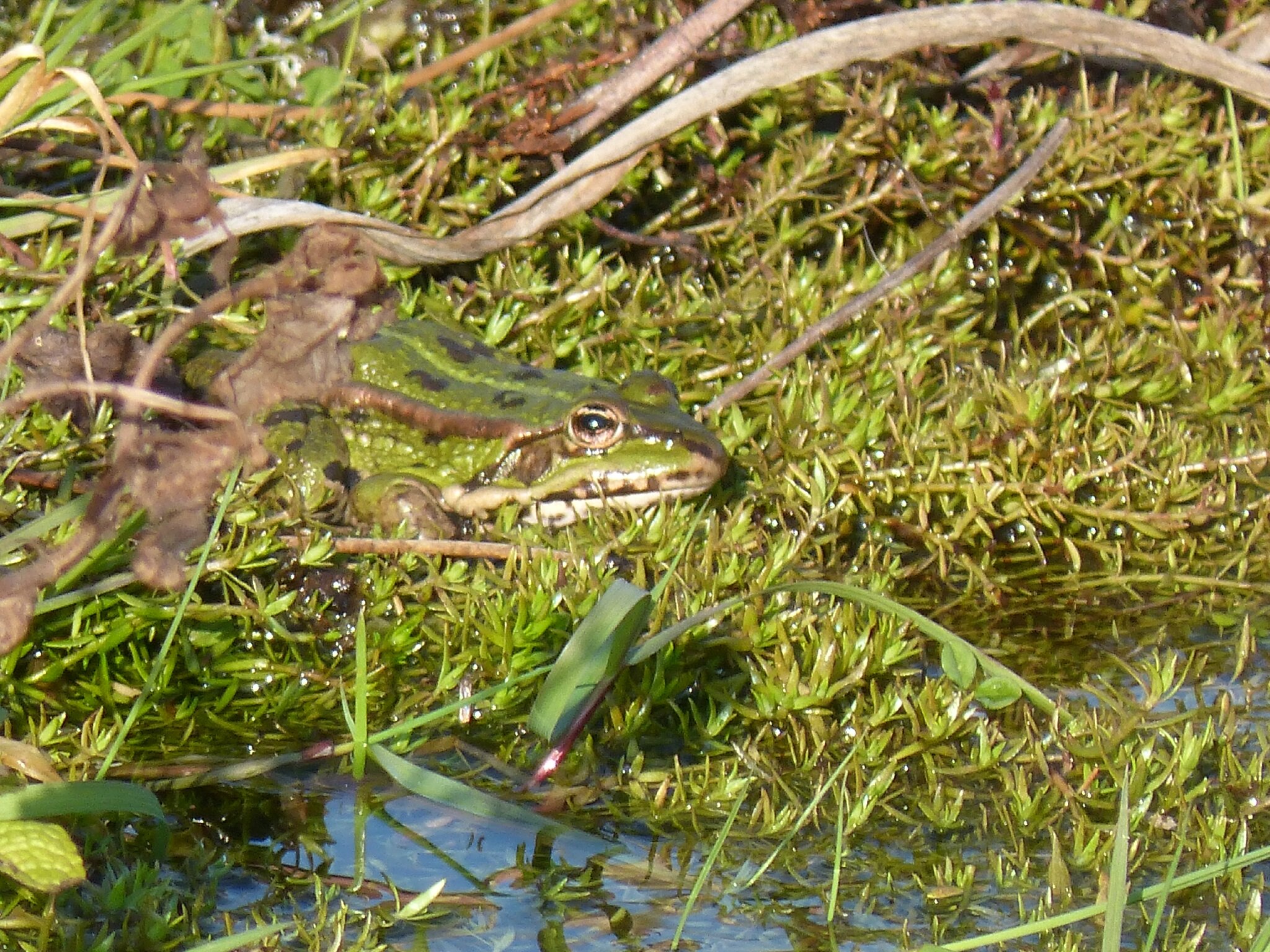 Bassin Biotope