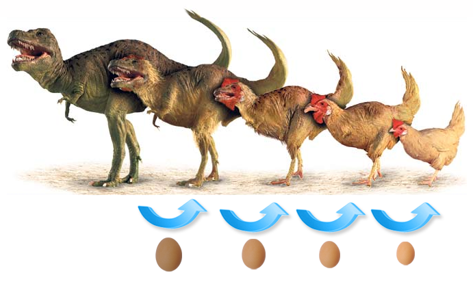 Dinosaure_poule