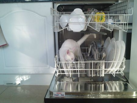 Gwen dans le lave-vaisselle