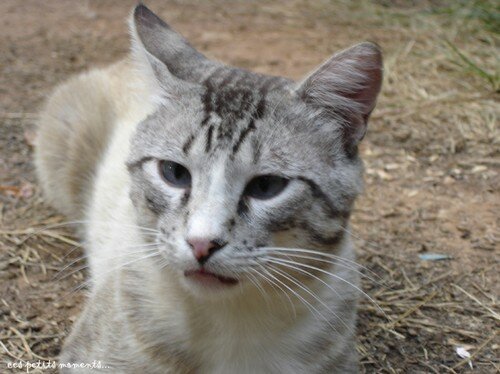 Chat Espagnol Au Yeux Bleus Photo De Ces Petits Moments De Ronronnements Carnet De Voyages En Gourmandise