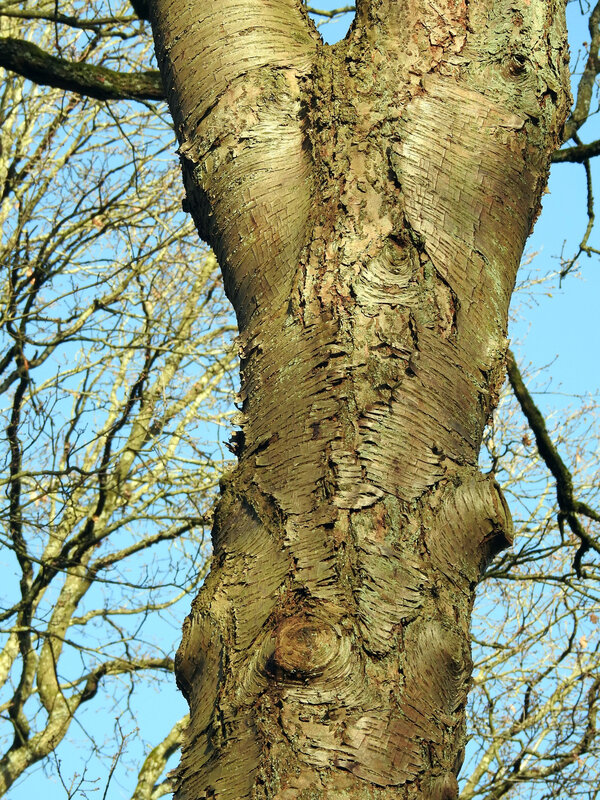 Écorce du Merisier (Prunus avium)