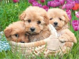 Waf Waf Je Suis Un Chiot Bebe Animaux