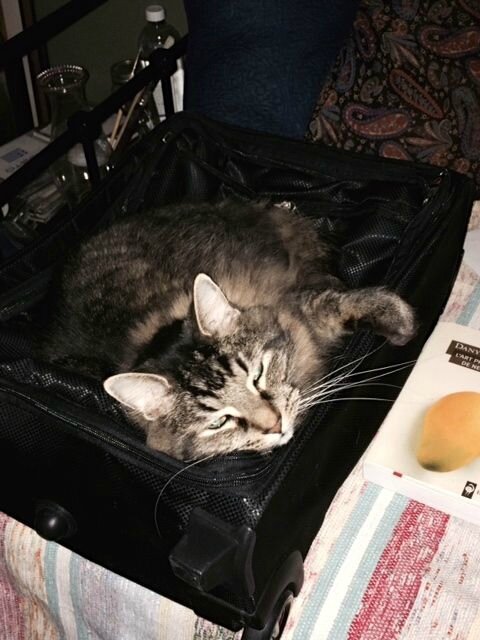 Léon couve ma valise!