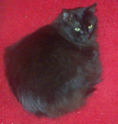 DIAMANT ou la beauté d'un chat noir
