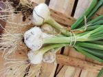 oignons blancs botte