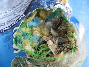 blog_souris