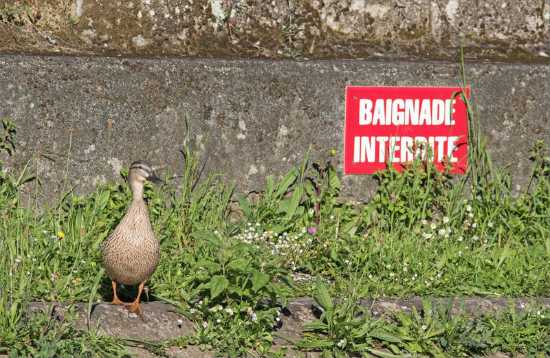 oiseau Cane pancarte Baignade Interdite 060520
