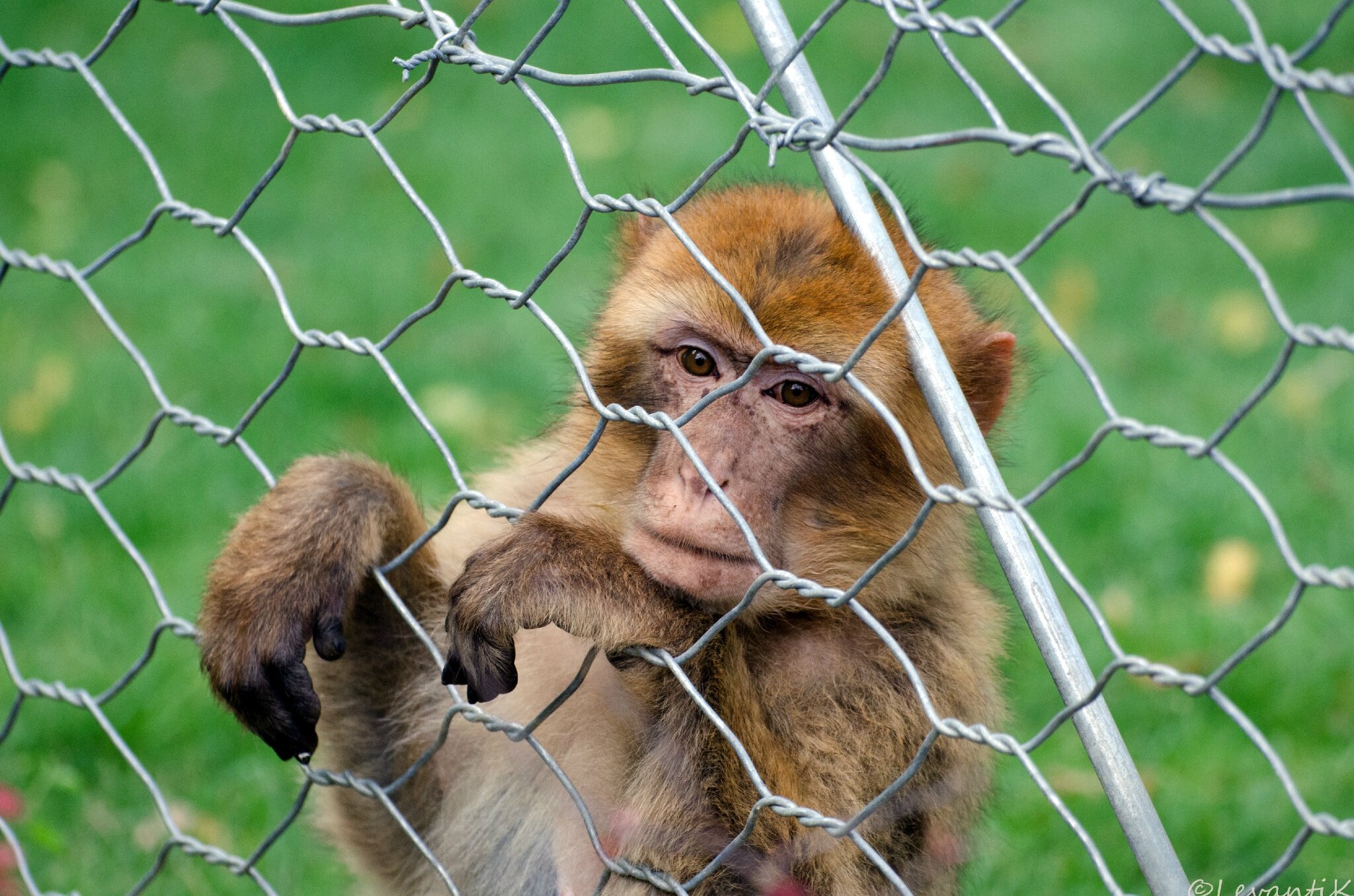 Macaque de Barbarie - Macaca sylvanus (1)