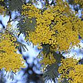 IMG_5988