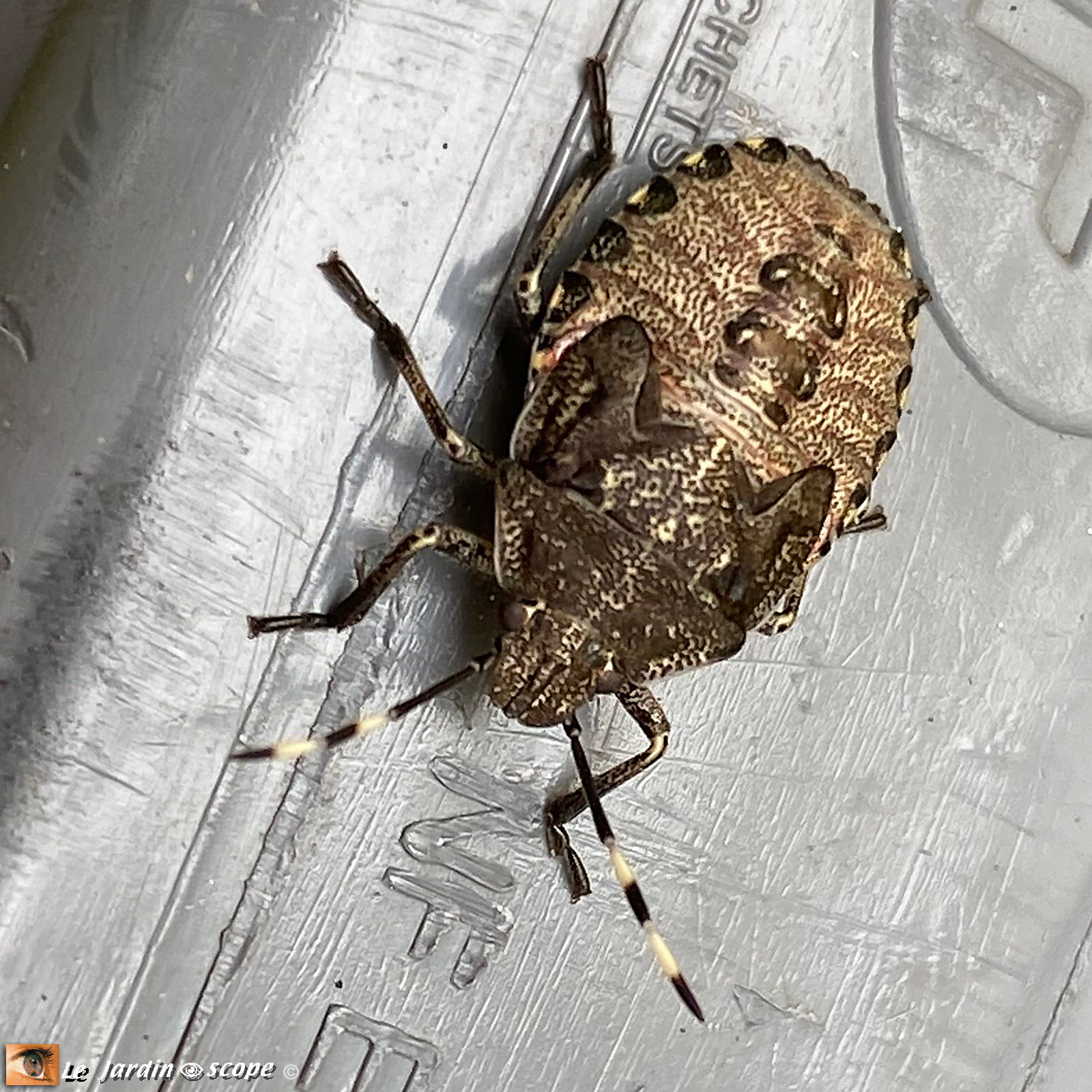 a l'odeur repugnante en 7 lettres