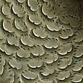 Détail. Coupe, 12e siècle, Dynastie Song du Nord (960-1127), grès à couverte céladon. Hauteur : 0.09 m. Diamètre : 0.207 m. MA4190. Paris, musée Guimet - musée national des Arts asiatiques. Photo (C) RMN-Grand Palais (musée Guimet, Paris) / Richard Lambert