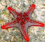 redknob-starfish