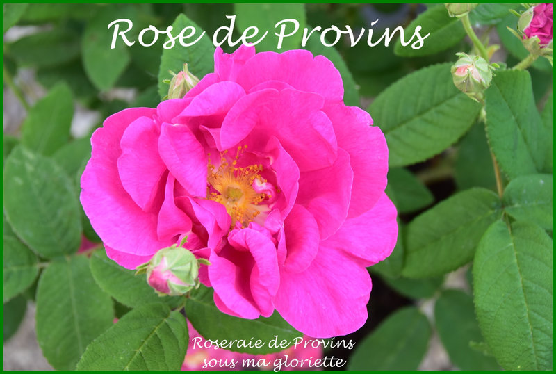 rose de Provins