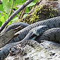 IMG_0083