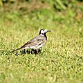 Bergeronnette grise, Motacilla alba