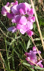 Flore1_Ploemeur_28