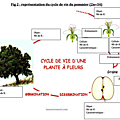 Terminale spé svt, révisions pour le chapitre 1.