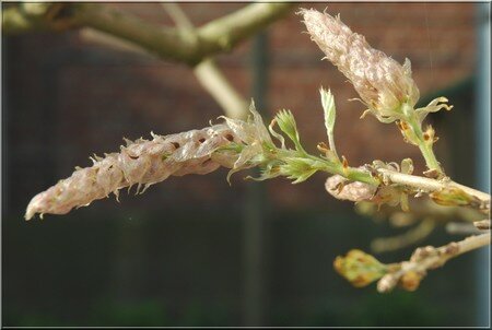 glycine3