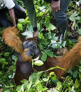 Orangs outans plus que jamais menacés par la déforestation à Sumatra - Photo Protect Nature Protéger la nature Facebook
