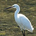 Aigrette