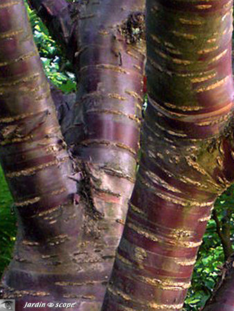 prunus_du_Tibet