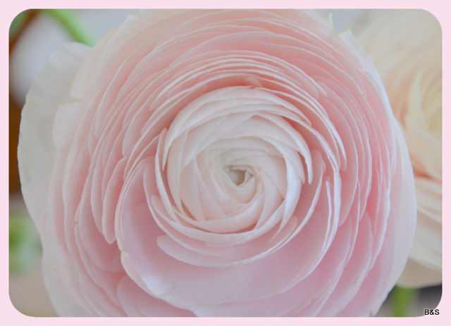 Renoncules roses pâles et blanches... - anemomili