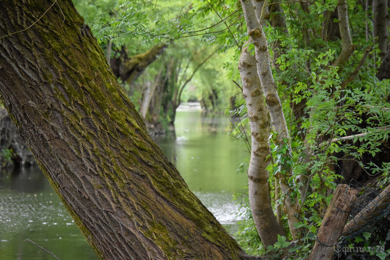 Marais Poitevin port Montfaucon (3)