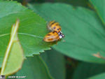 Coccinelle_envol
