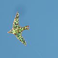 La forme et la couleur de la guerre : les cerfs-volants de tel-aviv