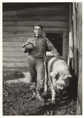 JAMES_DEAN_pig