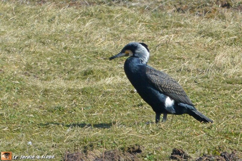 4712-Grand-Cormoran