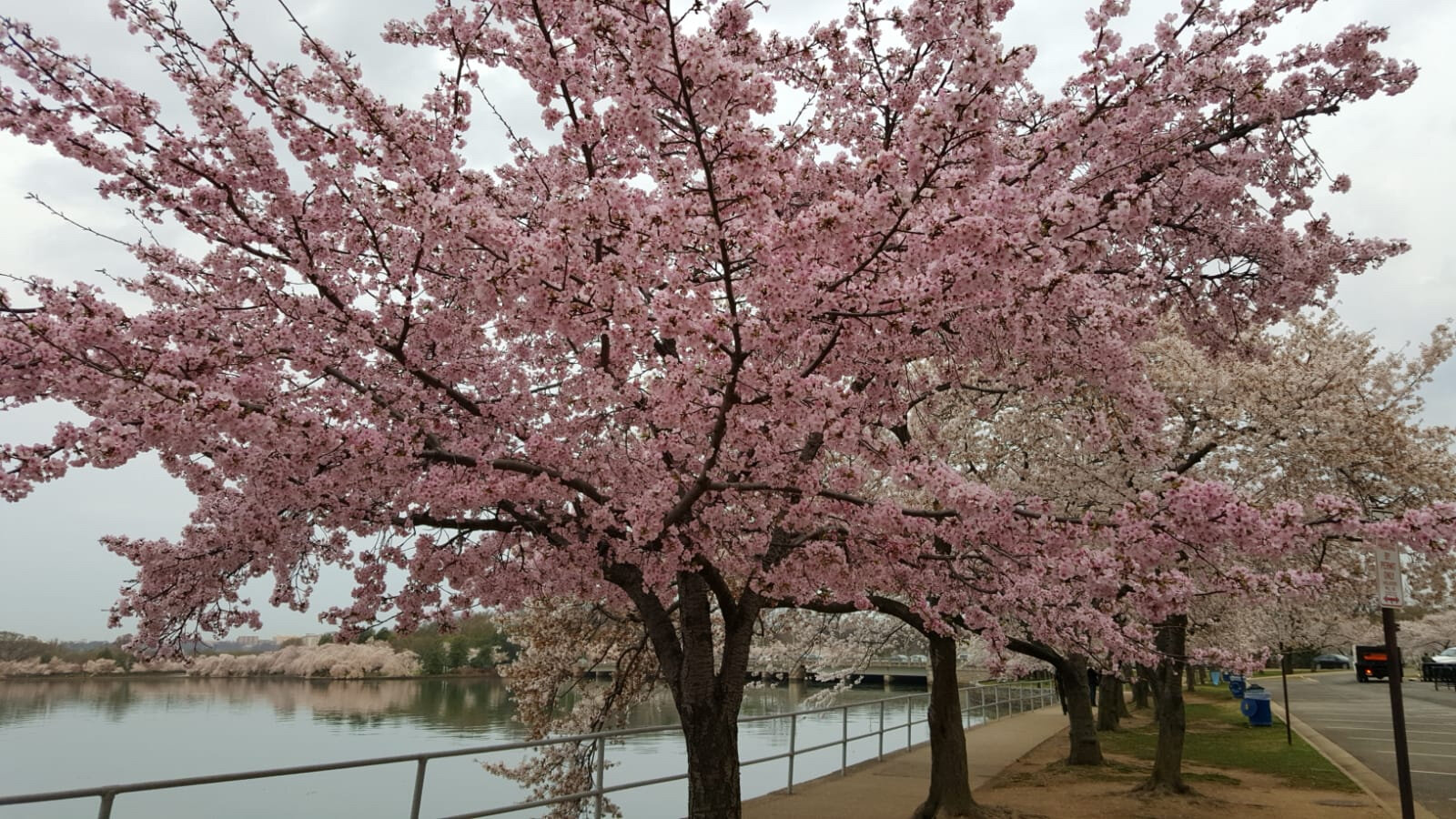 Cherry Blossoms sites de rencontre