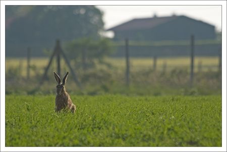 plaine_lievre_lumiere_matin_3_220510