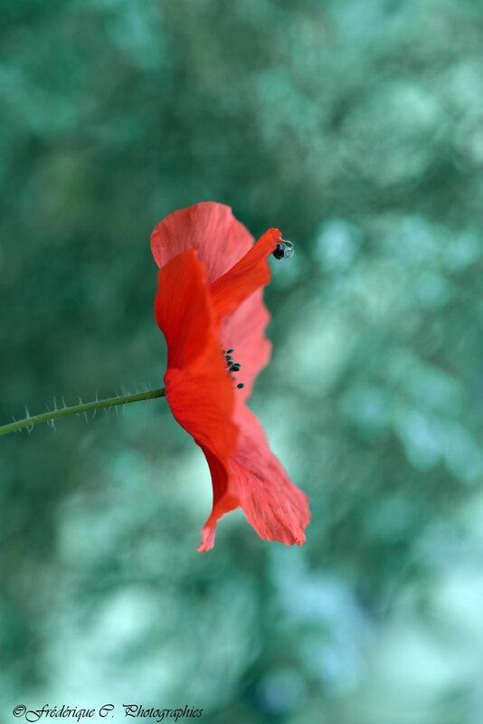 DSC_0948b