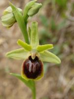 ophrys petite araignée (3)
