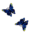 papillon5