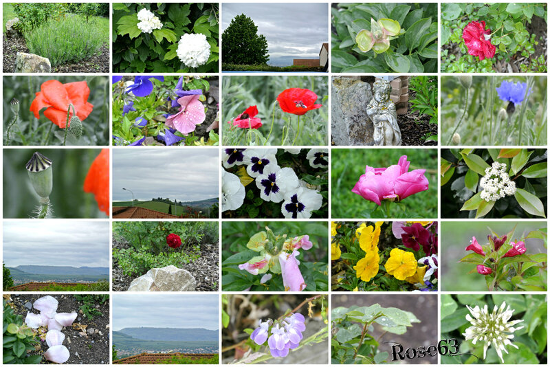 Les fleurs de mon jardin après la pluie Rose63 mai 2019