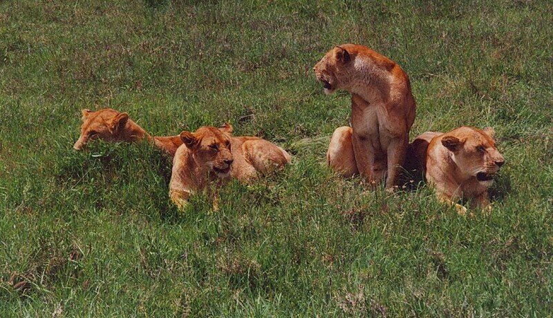 Savane... - Photo de Voyage - Bounette & les lutins