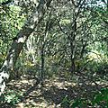 Forêt de Cadarache en fleurs printemps 2015 - Forêt en Provence - Forêt de chênes