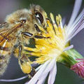 Stop aux pesticides mortels de l'industrie chimique pour sauver les abeilles et l'humanite